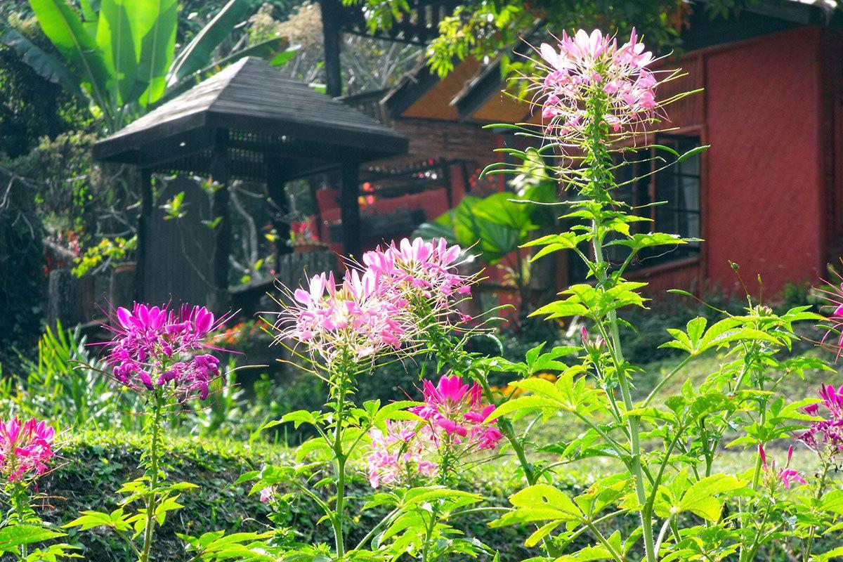 Mae Sa Valley Garden Resort Chiang Mai Exterior foto